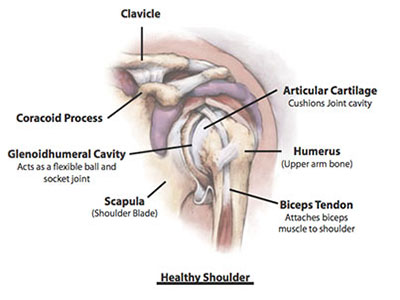 Shoulder Pain- Shoulder Anatomy 
